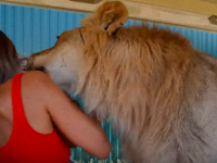 スリスリさせて、させてよぅぅ！甘えん坊のイエネコ状態の人懐こいライオンが目撃される(クリミア半島)