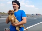 高速道路に取り残された犬を男性が救出！　これ一歩間違えたら…