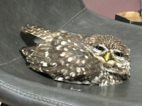 「何見てんだよ」　フクロウさんの〝ガン飛ばし〟に7.2万人ほっこり→その表情の真意とは