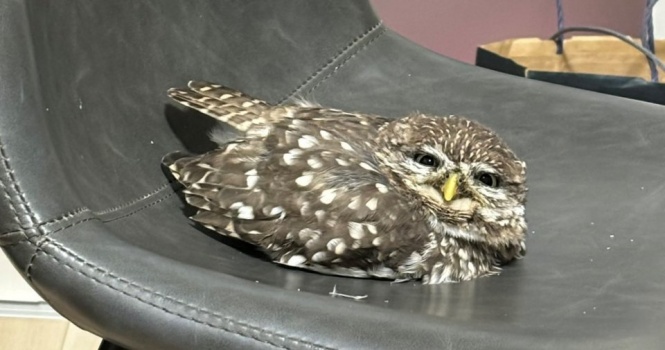 「何見てんだよ」　フクロウさんの〝ガン飛ばし〟に7.2万人ほっこり→その表情の真意とは