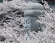 桜大仏で人気の壷坂寺は清少納言の「推し寺」だった　道長や一条天皇とも...「光る君へ」登場人物とのゆかり