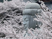 桜大仏で人気の壷坂寺は清少納言の「推し寺」だった　道長や一条天皇とも...「光る君へ」登場人物とのゆかり