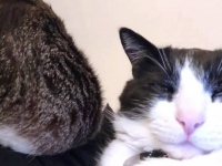 うむむ、動きたいのに動けない！猫たちのベッドと化した飼い主の苦悩に共感続出！