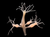 驚異の再生能力を持ちバラバラになっても永遠を生きるヒドラ（水中生物）