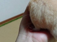 これがハムスター...だと？　唯一無二の〝心の栄養〟もたらす巨大お尻に9900人もん絶