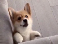 成功も失敗もあるそれが犬生。ソファに乗りたかったコーギーの見せたドラマチックな表情