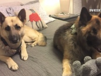 米国の犬の保護団体が、盲目の犬とそのパートナーの盲導犬を一緒に引き取ってくれる人を募集中