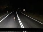 道案内してくれてるみたい！　暗い夜道で車の前を走っていたのは…？