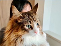 愛猫の成長を祖母に報告した結果　→まさかの返信に15万人爆笑「面白すぎる」「猫には見えなかったんですね」