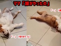「誰がやったの？」飼い主にいたずらを責められると死んだふりする2匹の犬