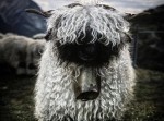 かわいい？　それとも怖い？　スイスの“ガングロ”な羊が話題に！