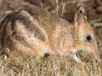 うれしいニュース。オーストラリアで29種の動物が絶滅危惧種からはずれる
