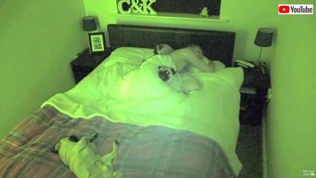 pugs8_640