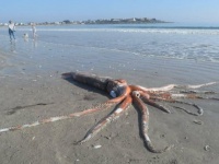 巨大なダイオウイカを海岸で発見！今にも動き出しそうなほど状態が良かった（南アフリカ）