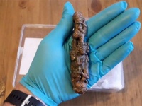 英国でライオンに人間を食べさせる公開処刑が行われていた証拠となる遺物が発見される（ローマ帝国支配下時代）