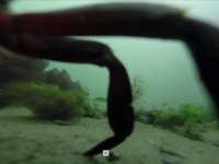 海に落としたGoPro、1年後に引き上げられたら何が映ってた？
