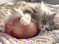 「可愛い妹はボクが守るニャ！」2歳になったプリンセス、猫騎士マイロくんに見守られてスヤスヤ夢の中