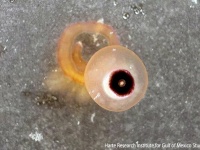 目玉おやじかな？猛毒をもつ海洋生物がテキサスの海岸に現れ「触るな危険」の注意喚起
