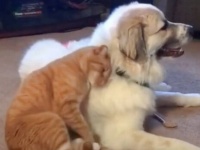 元飼い主が望んだのは安楽死。だが「きっと元気になる！」と信じた獣医師はその犬を引き取った結果