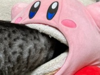 カービィは冬の猫を食べちゃうらしい　衝撃光景に21万人あ然「咀嚼するタイプ」「歯が」