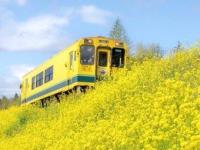 「もう一度みたい」「復活してください」　運休中「いすみ鉄道」の〝春の思い出〟に懐かしむ声