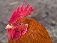 冷凍チキンを散歩中の女性が目撃される！
