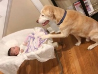犬はニンゲンの友だちだから！エモーショナルな優しさをくれる8つの犬種を紹介しよう