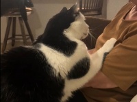 夫を亡くした飼い主女性の心の痛みを察し、そばに寄り添い慰め続ける猫