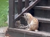 一方カナダでは...かわいい子猫が庭で遊んでる！と思ったらオオヤマネコだったりする件