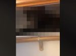 戸締りはちゃんとしよう。　帰ったら自宅の収納に危険生物が忍び込んでいて…！
