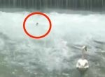 滝壺の水流から脱出できない白鳥の子どもを、男性が無事救出！