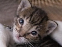 子猫？ボブキャット？小さな子猫がサボテンに登って困ってた…。子猫を拾ったReddit民が画像を投稿。みんなが知識を持ち寄って一件落着