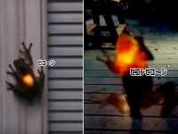 カエルにカラータイマーが！？体がピコンピコン光るカエル。その正体は？