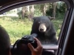 「お邪魔しま〜す」熊がドアを開けてドライブに参加しようとする事案が発生