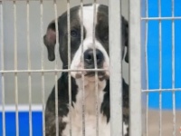 どうして誰もボクを見てくれないの…？シェルターで無視され続けていた犬に運命の出会いが訪れた！