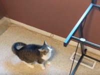 猫にガラス。いつも乗っかっているガラステーブルのガラスを取り去ってみた。こうなった。
