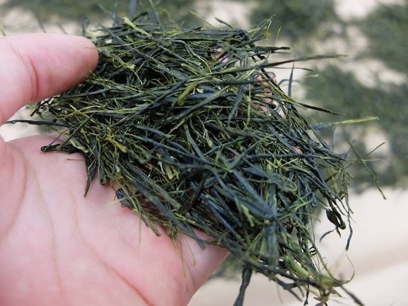 出来あがった手揉み茶は針状で艶がある（静岡県茶手揉保存会牧之原支部公式フェイスブックより）