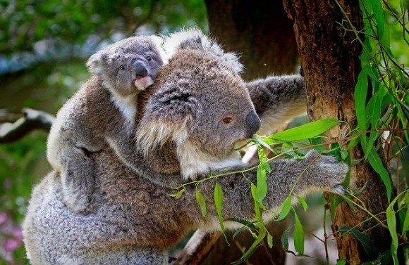 koala-61189_640_e