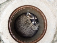 アライグマのカールくん（以下、茶臼山動物園提供）