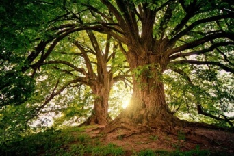 1兆2000億本の木を植えることで人間が排出する二酸化炭素を10年分吸収してくれる（スイス研究）