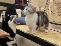 年の瀬はあたたかい気持ちになりたいから！愛猫と愛犬の仲良しキュートな動画を詰め合わせでお楽しみください