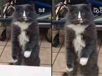 「こ、これは...」猫、動物病院で初めてヘビを見た時の反応（カナダ）※ヘビ出演中
