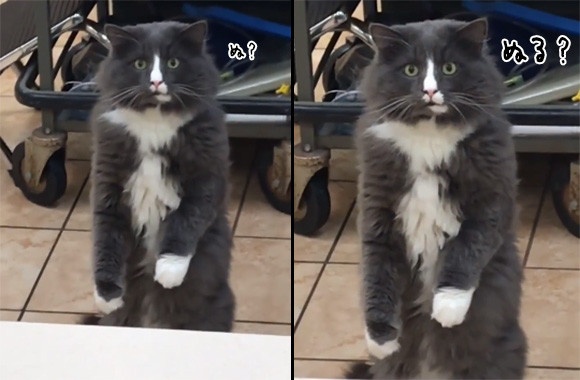 「こ、これは...」猫、動物病院で初めてヘビを見た時の反応（カナダ）※ヘビ出演中