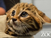 ニヤニヤが止まらない。世界最小クラスの猫、クロアシネコの赤ちゃんが一般公開に（米フィラデルフィア動物園）