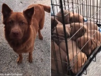 船着き場をうろついていた犬は、8匹の子犬をひとりで必死に育てていた母犬だった