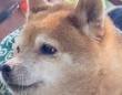 これは完全一致　息ぴったりな柴犬と飼い主の〝絆〟に11万人がもん絶「おい可愛すぎる」