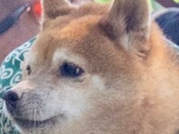 これは完全一致　息ぴったりな柴犬と飼い主の〝絆〟に11万人がもん絶「おい可愛すぎる」