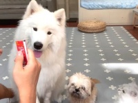サモエド犬「早く早く！早く開けて！」見つけちゃったオヤツに心が先走る犬