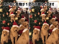 本物成分配合。ツリーに集うゴールデン・レトリバー軍