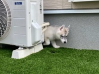 2歳のハスキー犬を〝2年前の姿〟と比べてみたら...　愛おしすぎる「成長記録」に4.5万人感動
